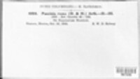 Trichothecium roseum image
